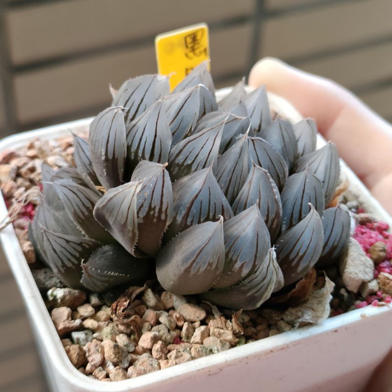 肉部屋3吋帶芽黑肌玉露無錦百合阿福花科多肉植物haworthia 蝦皮購物