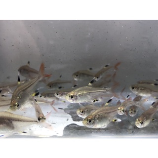 魚模型的價格推薦- 2021年11月 比價撿便宜