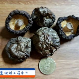 2019新社黑早冬菇新上市
