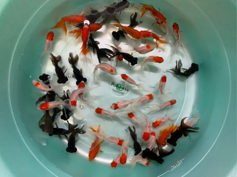 飼料金魚小紅帽黑牡丹小獅頭小琉金 蝦皮購物
