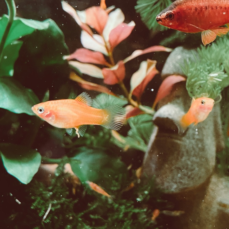 水族小蝦小魚寵物養殖 蝦皮購物