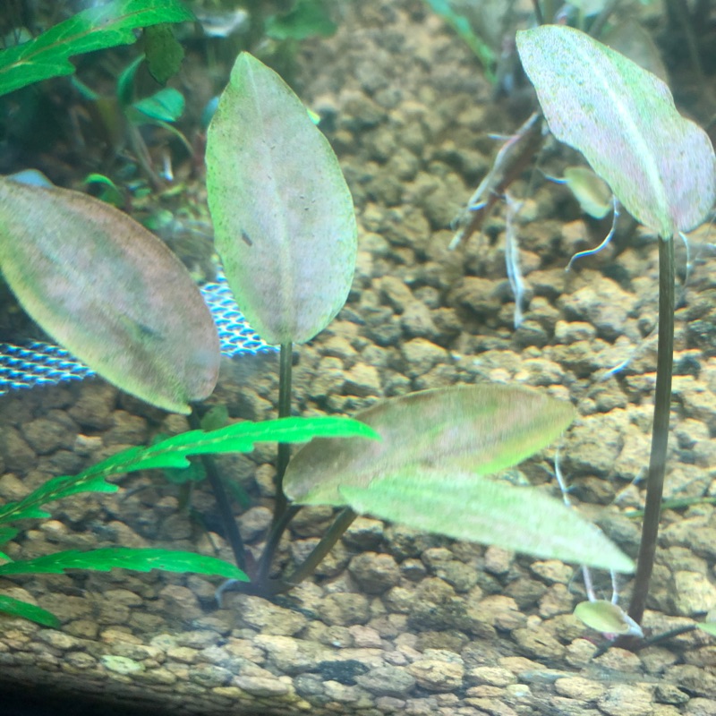 水草控 赤玄武之石 蝦皮購物