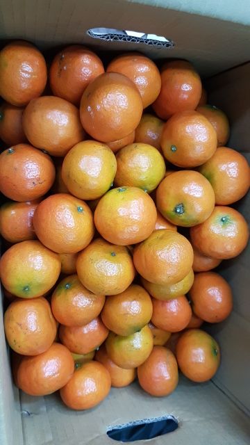 佛利蒙柑5台斤限時特價 蝦皮購物