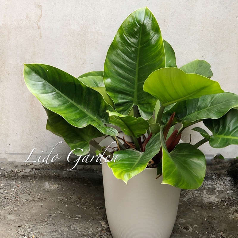 室內植物網購 綠帝王蔓綠絨 蝦皮購物