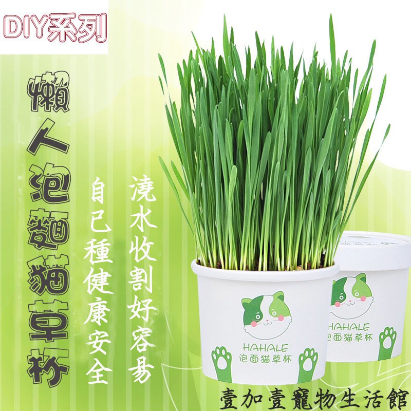 壹加壹寵物生活館 貓草杯草杯杯泡麵杯小麥草貓薄荷水培種植貓草新鮮助消化貓咪愛辦公室療癒植栽台灣現貨