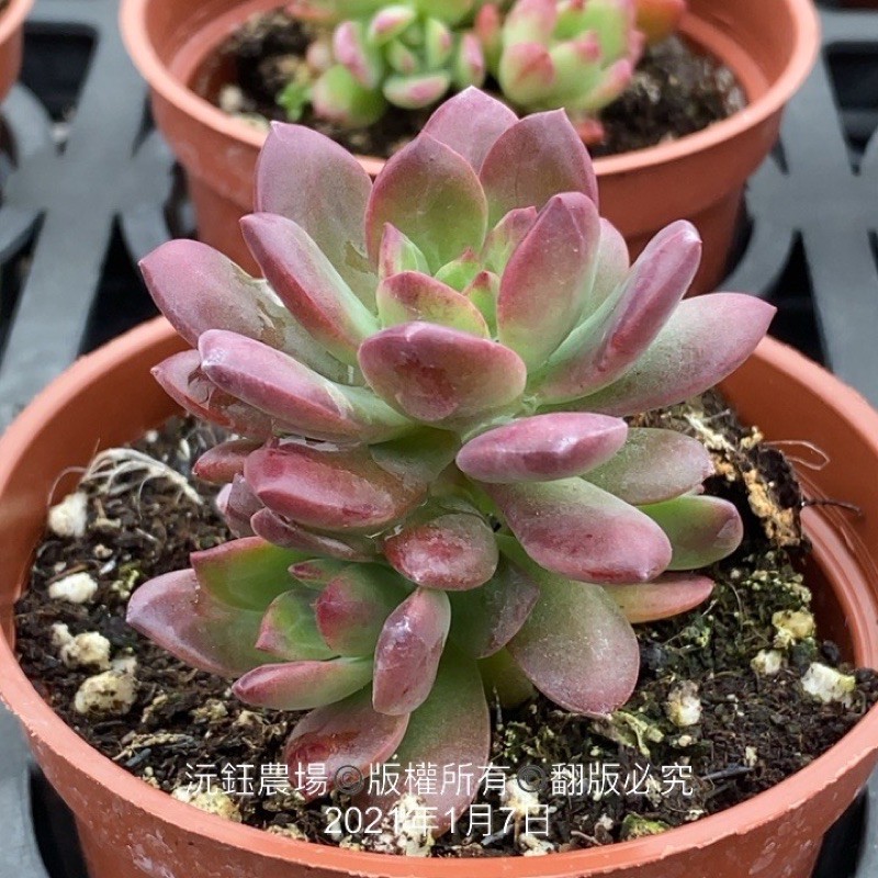 沅鈺農場多肉植物樹狀石蓮 露養輕微曬傷 蝦皮購物