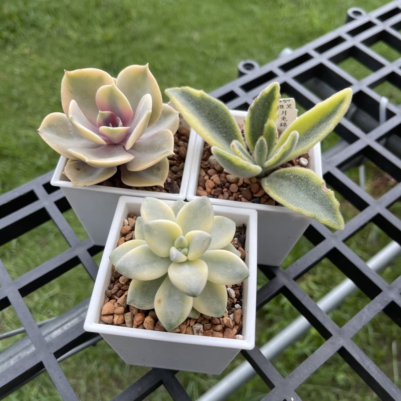 淡雪錦 拍賣 評價與ptt熱推商品 21年7月 飛比價格