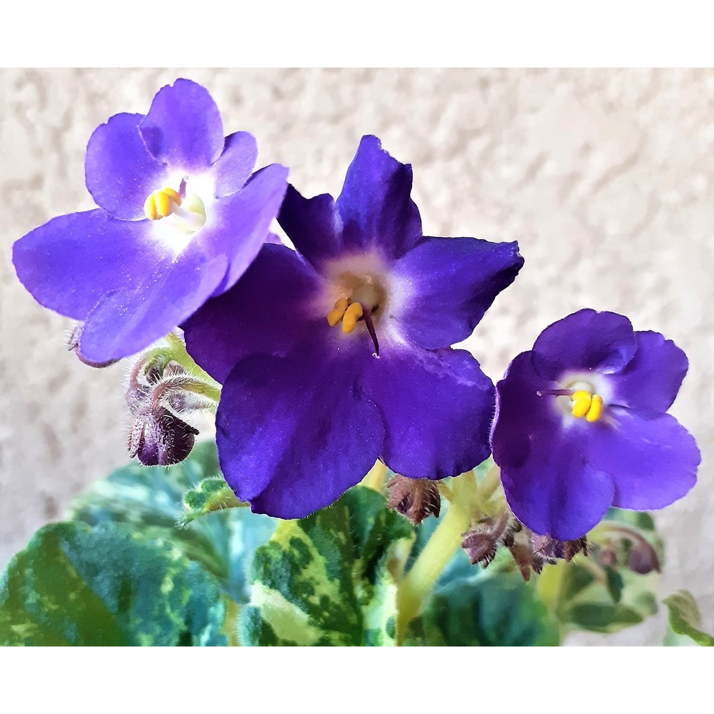 孵孵樂 非洲菫 非洲堇 非洲紫羅蘭 Optimara Charity 葉片販售 蝦皮購物