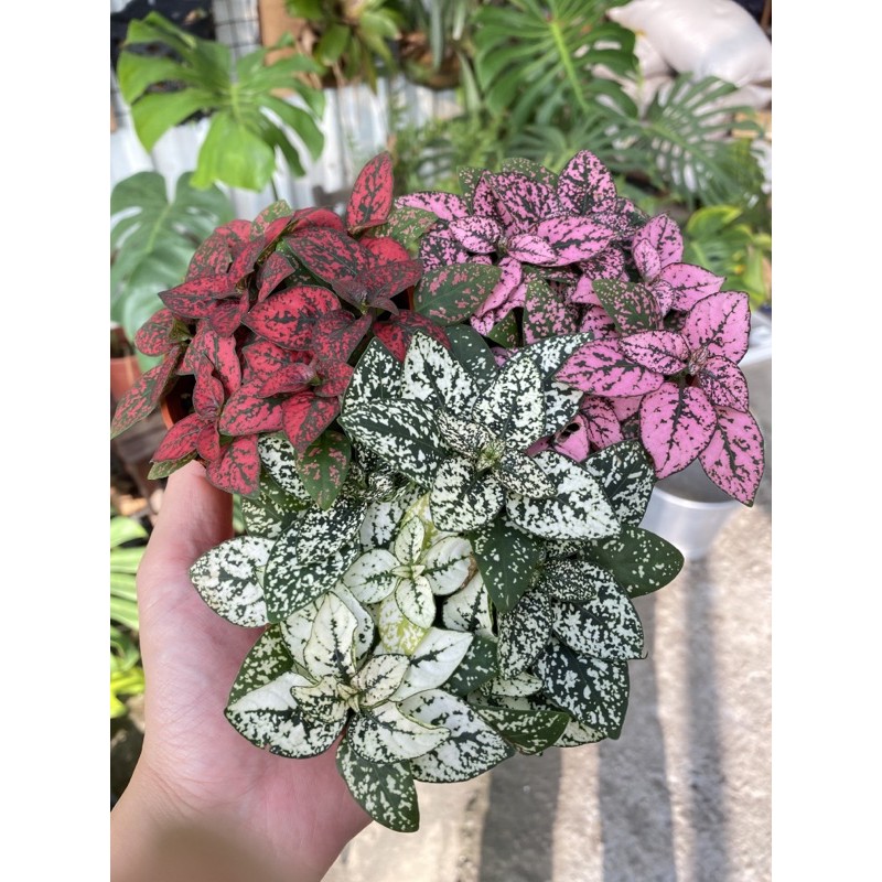 嫣白蔓 嫣紅蔓 嫣粉蔓3吋盆多肉植物 仙人掌 觀葉植物 室內植物 蝦皮購物