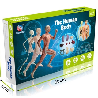 台北現貨 人體玩具骨骼模型套裝；steam科學教育 DIY 益智玩具 人體骨骼模型 骨骼模型 內臟模型 聖誔禮物