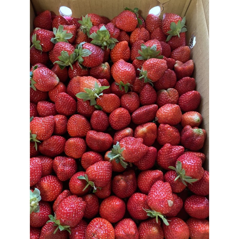 苗栗大湖山野草莓2號果每箱2.5斤