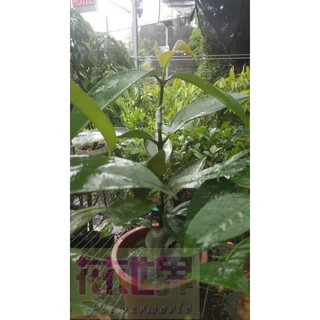水果苗 馬士特山竹 6吋盆高30-40cm果肉甜美多汁【花花世界玫瑰園】