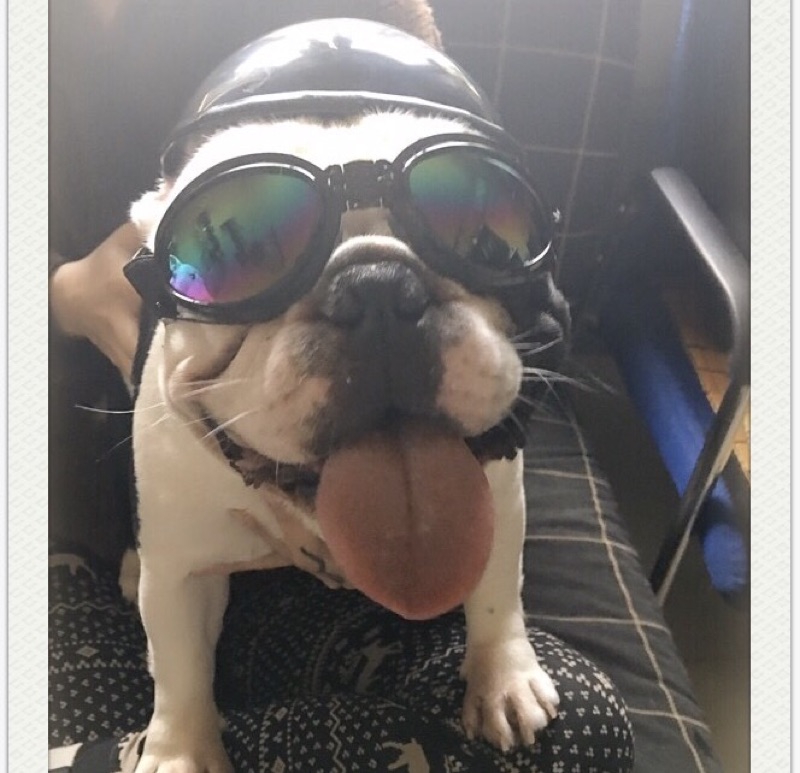 寵物安全帽犬用安全帽寵物頭盔寵物墨鏡