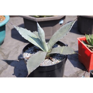 Aloe Microstigma 暗血帝王蘆薈一次買兩隻以上有優惠 蝦皮購物