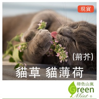 貓草種子 貓薄荷種子 荊芥 蔡小魚和蔡娜美的生活費 蝦皮購物