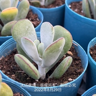 沅鈺農場多肉植物雪木福娘 露養植物有葉傷 蝦皮購物