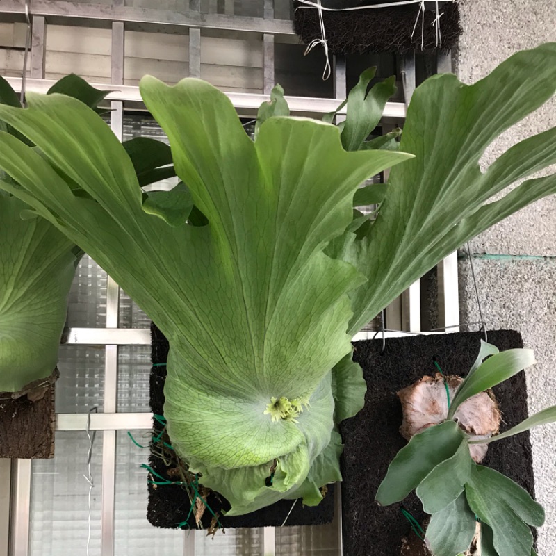 植物選貨 蛇木板植女王鹿角蕨platycerium 蝦皮購物