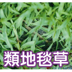 【現貨】【全館590免運】類地毯草種籽1公斤 草坪種子 草皮種子