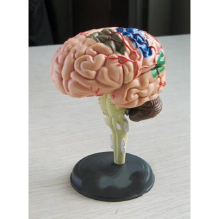 可開發票 9.3*6.1*4.8cm 4D大腦拼裝模型 益智拼裝產品 人體器官拼裝模型 教學模型ARDG客滿來