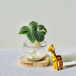 水耕白網紋 含植物 玻璃瓶 水耕植物 水耕盆栽 懶人盆栽 居家植物 網美植物 魚菜共生 水耕栽培 室內盆栽 擺設 蝦皮購物