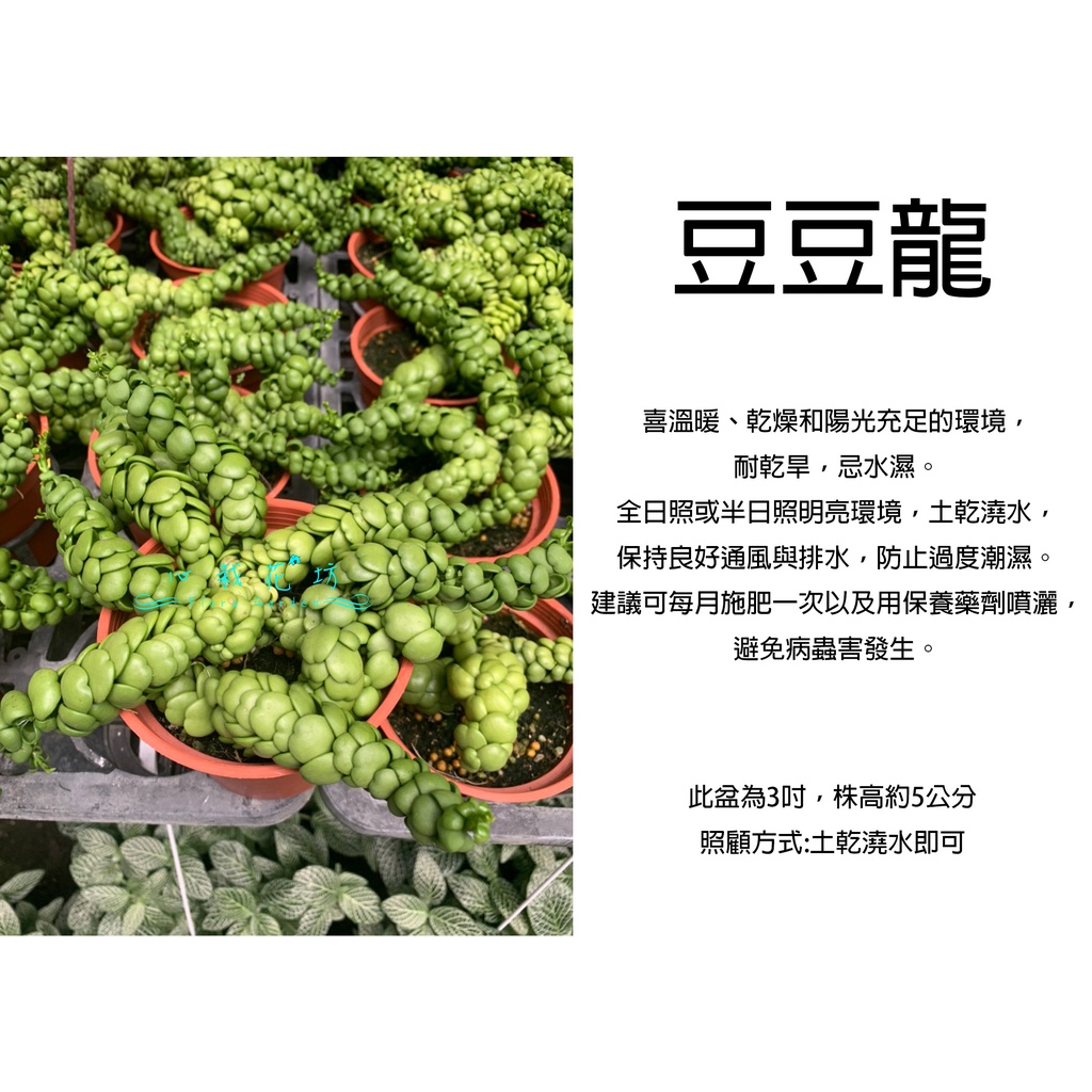 心栽花坊-豆豆龍/龍之玉/3吋/綠化植物/室內植物/觀葉植物/售價700特價600