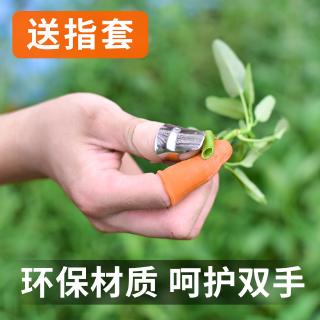 摘菜摘果神器拇指食指指套 農用手指保護專用手套 食指+大拇指 鉄指甲 拇指刀 掐尖工具