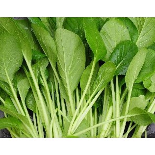 無塵水耕蔬菜小松菜500g產地直送之新鮮蔬菜 小松菜f036 蝦皮購物