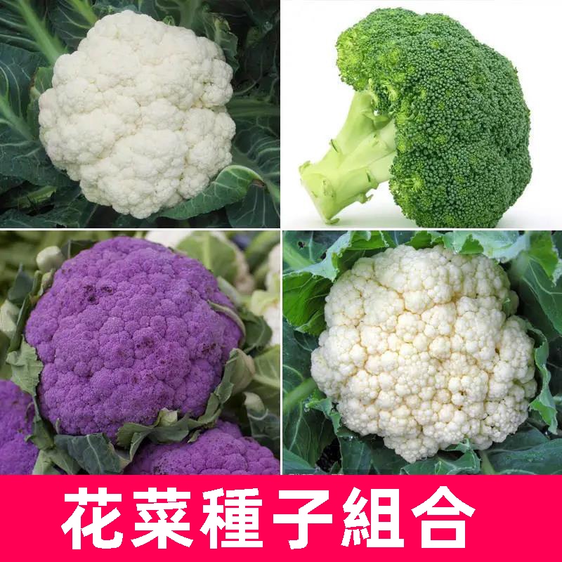 青花椰苗 優惠推薦 22年11月 蝦皮購物台灣
