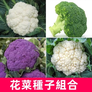 青花菜種子 優惠推薦 22年11月 蝦皮購物台灣