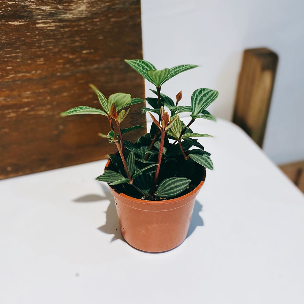 盆空間 多葉蘭白脈椒草室內觀賞植物綠化盆栽植栽青山盆 方盆 圓盆 陶瓷盆 水泥盆 苔球3吋 4 5吋盆 蝦皮購物
