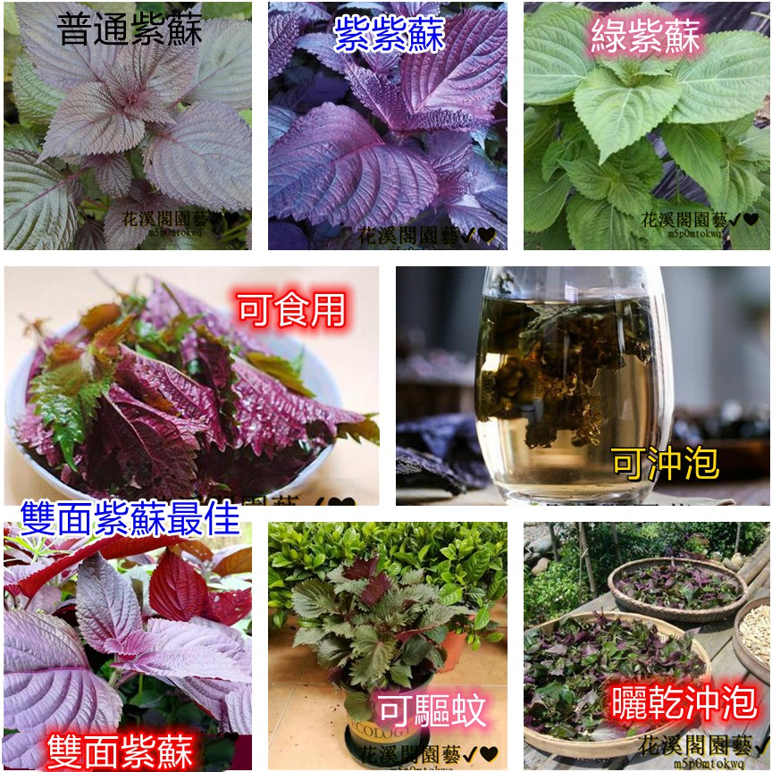 紫蘇菜種子 野菜特種蔬菜 綠蘇子赤蘇紅蘇香蘇種 籽驅蚊盆栽種籽 蝦皮購物