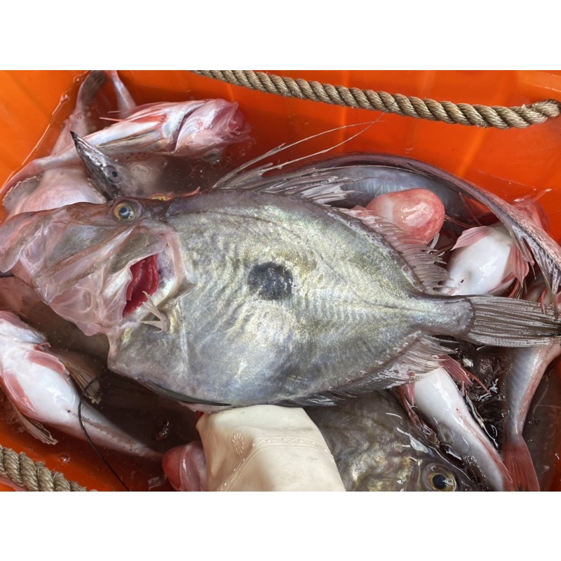 藍海鮮魚-大溪漁港每日現撈「野生印章魚 多利魚 無刺多利魚排 寶寶魚排」
