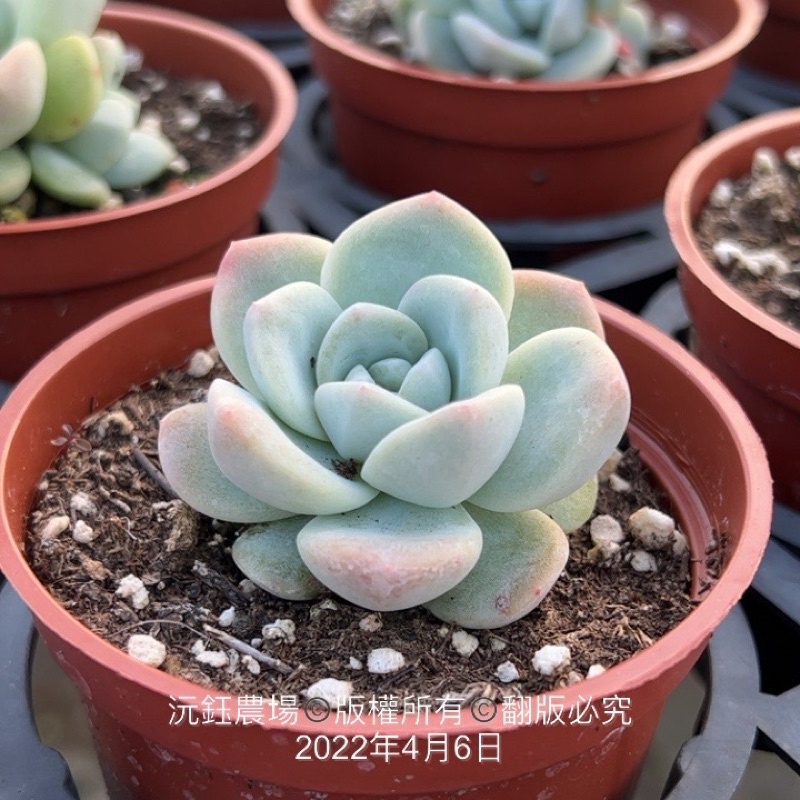多肉植物氷玉