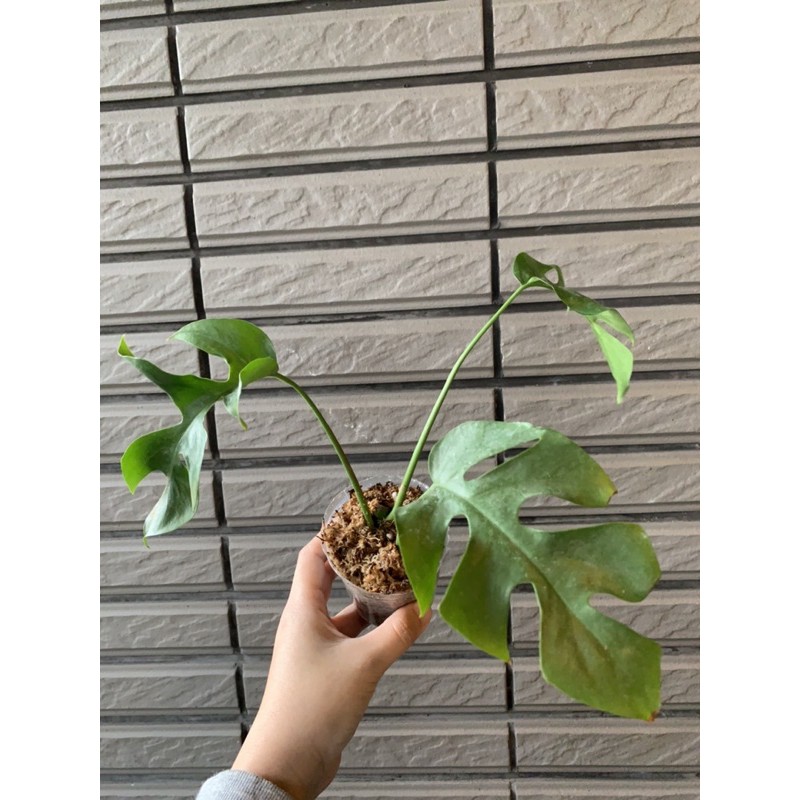 [小森林]藍姬龜背芋 雨林植物 觀葉植物 盆栽 文青 咖啡廳 龜背竹 龜背芋