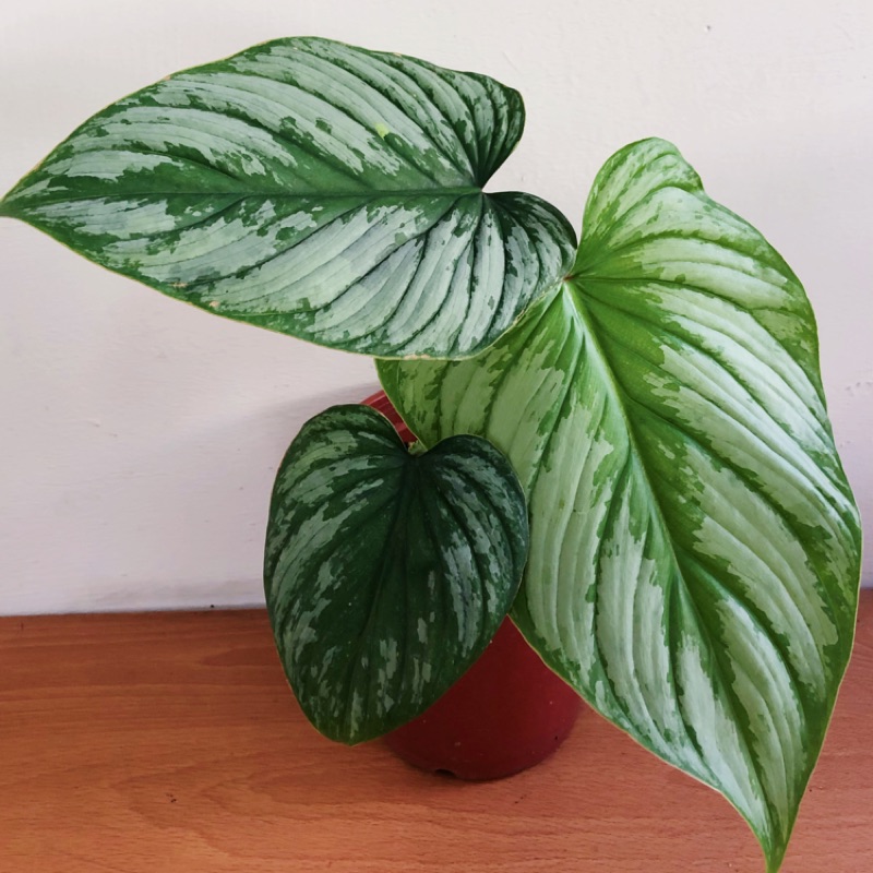 白雲蔓綠蓉philodendron Mamei 龜背芋 蔓綠蓉 斑葉植物 雨林植物 火鶴 花燭 文青植物 天南星可參考 蝦皮購物
