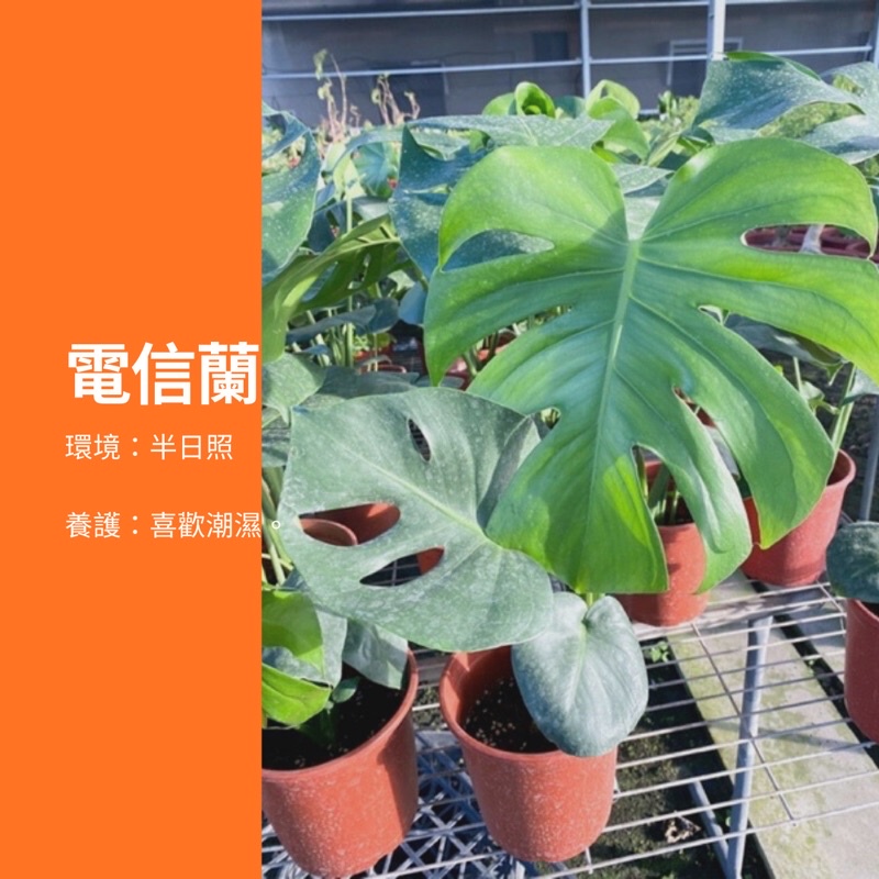 3吋/5吋（盛產期大出）挑戰最便宜  電信蘭 電信葉 龜背芋 鳳梨蕉 觀葉植物 網紅植物 室內植物 綠化盆栽 陽台植物