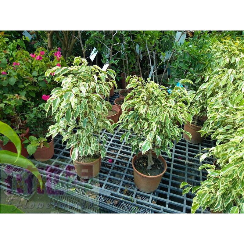 花花世界_綠籬植物--斑葉垂榕--黃斑榕--乳斑榕  6吋 高約40-45cm