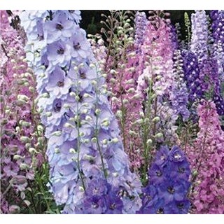 千鳥草混合 種子 特價 蝦皮購物