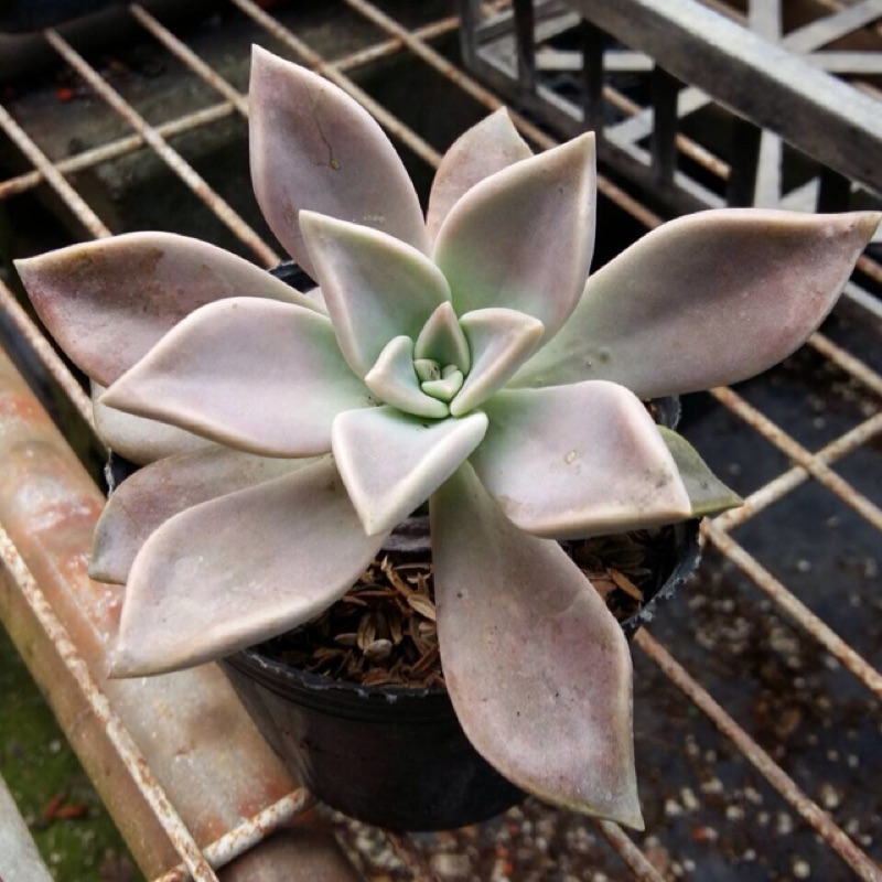 多肉植物 可食用石蓮 蝦皮購物