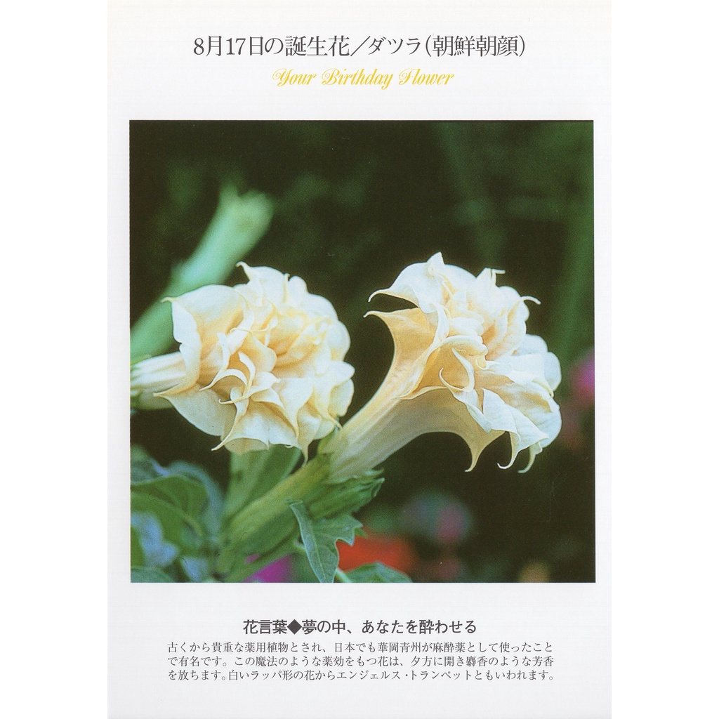 33明信片本舖 日本進口明信片8月生日花誕生花明信片 單張入 蝦皮購物