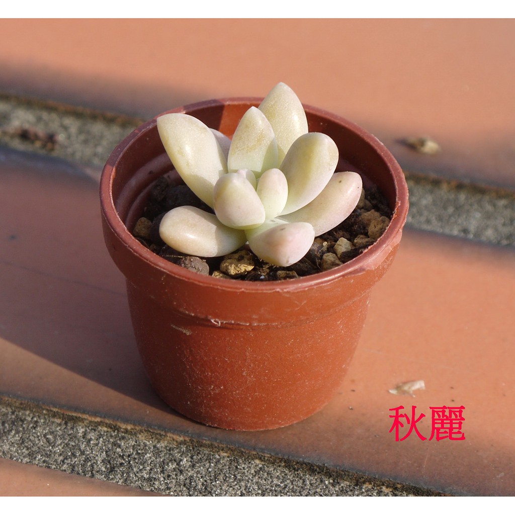 1寸多肉盆栽室內療癒買6送1 白牡丹 秋麗 臥地延地草 朧月 蕾絲公主 碰碰香 黃金萬年草 月光兔耳 紅葉祭 蝦皮購物