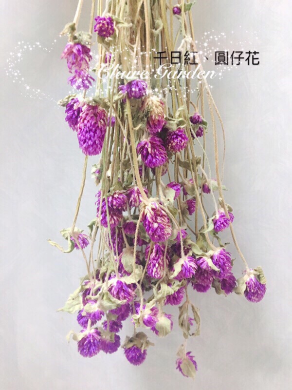 現貨 買五顆送一顆 乾燥花材料 千日紅 圓仔花 擺設 婚禮花束 香薰蠟燭 材料包 克萊兒花園 蝦皮購物