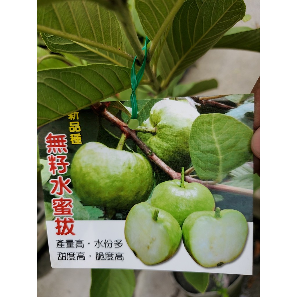 李家果苗 新品種 無籽水蜜拔 芭樂 8吋盆 中棵 嫁接苗 高度70-80公分 單價400元 一箱可以裝兩棵