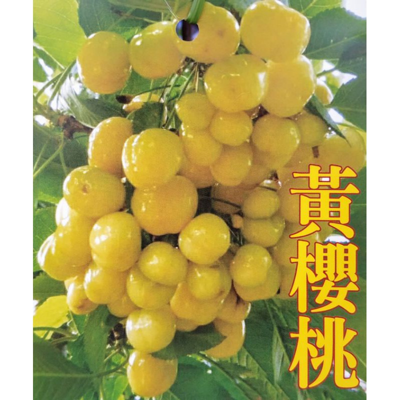 黃櫻桃苗（4吋）香甜多汁 果實為核果 水果苗