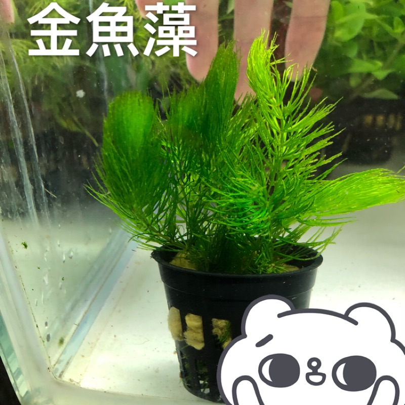 水中造景金魚藻超好養後景不用co2絕對新手級實拍 蝦皮購物