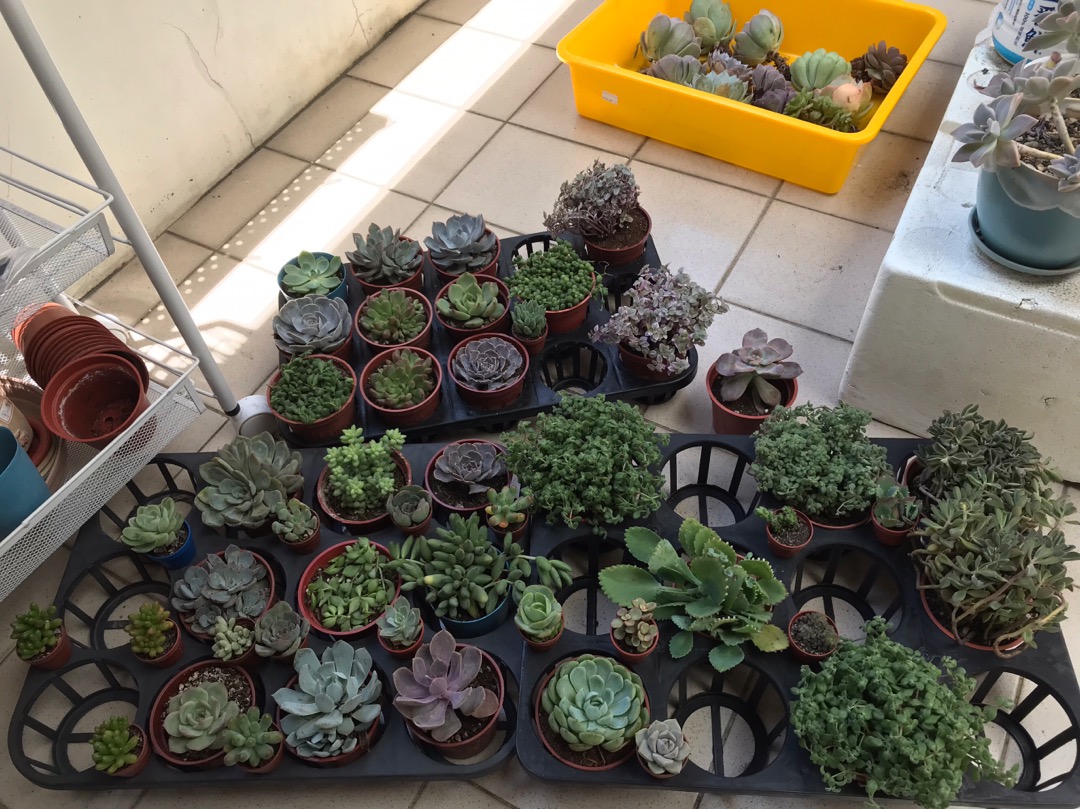 沅鈺農場多肉植物七福神 蝦皮購物