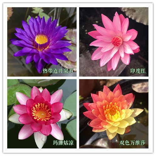 無土水培 碗蓮種子10顆 熱帶蓮丹泉石 印度紅 瑪珊姑娘 雙色萬維莎 荷花種子 睡蓮種子 蝦皮購物