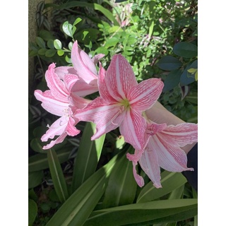 孤挺花球根 白肋孤挺花開花球 粉紅花色 蝦皮購物