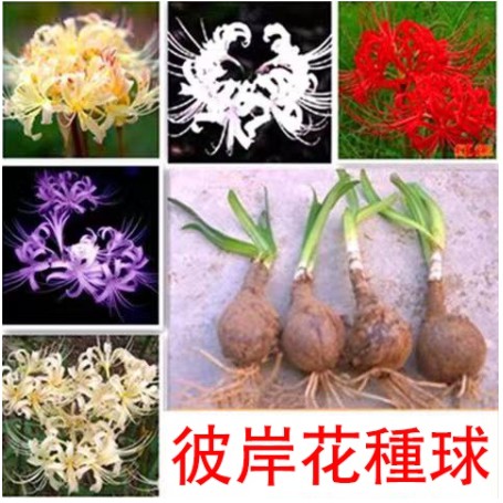 種球促銷 彼岸花球根彼岸花種球彼岸花球根新手推薦曼珠沙華球根秋冬開花多年生花卉種子彼岸花球根四季花卉庭院陽台 蝦皮購物
