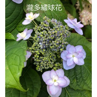 繡球花多瓣 比價撿便宜 優惠與推薦 22年5月